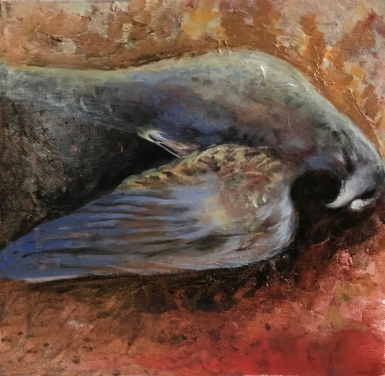 Mourning-Dove